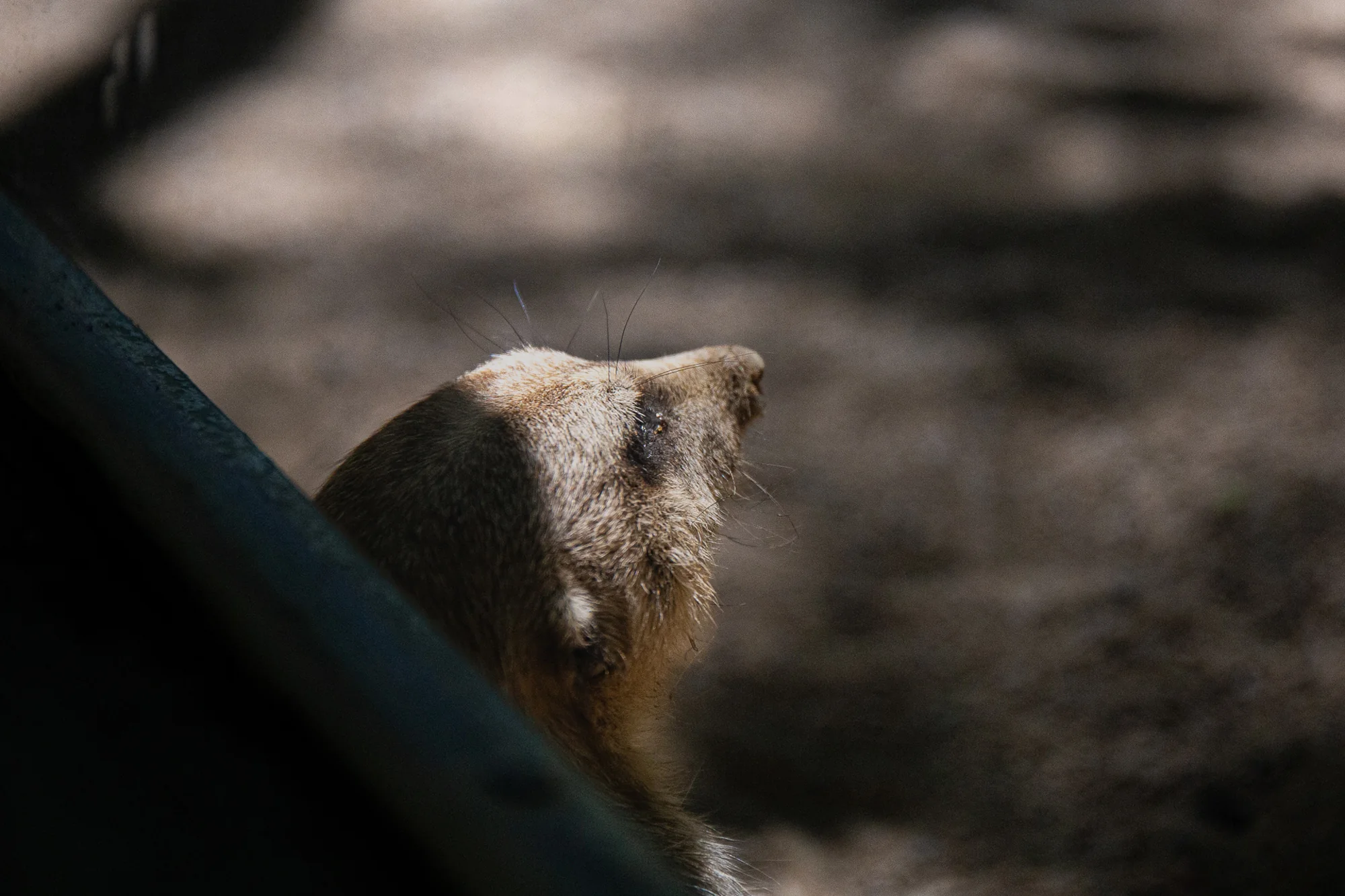 A day at the zoo